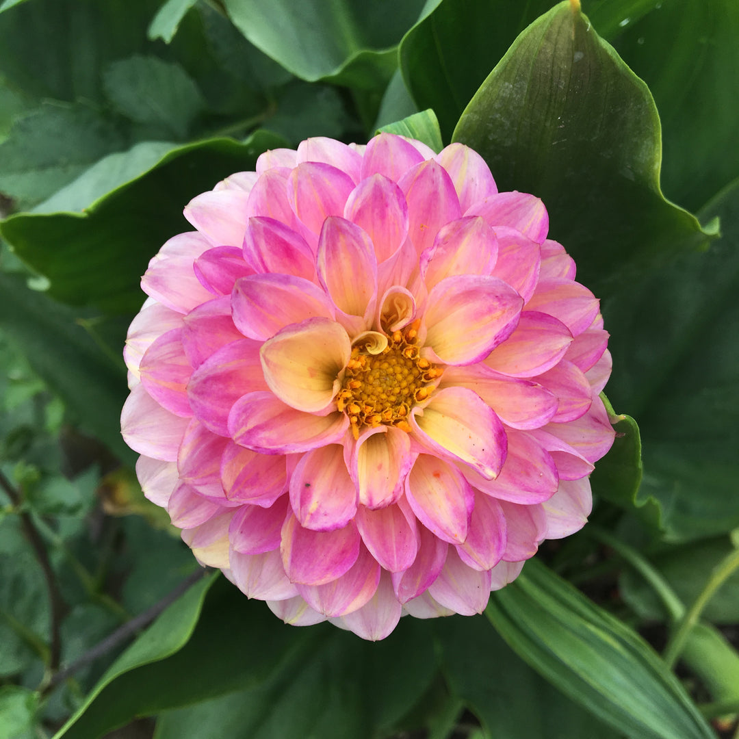 A flower hair clip a day keeps the doctor away